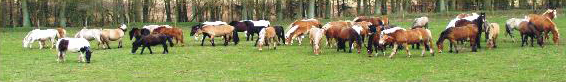 Ferienclub Popcorn - Pferdeherde